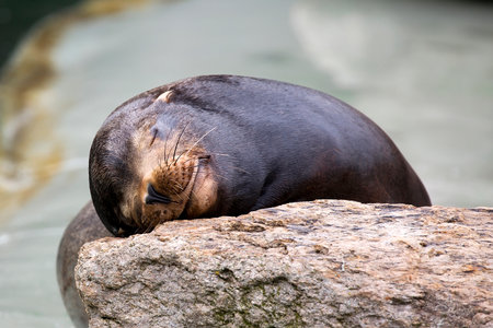Seal sleeping on the stoneの写真素材