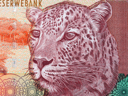 African leopard a portrait from South African money