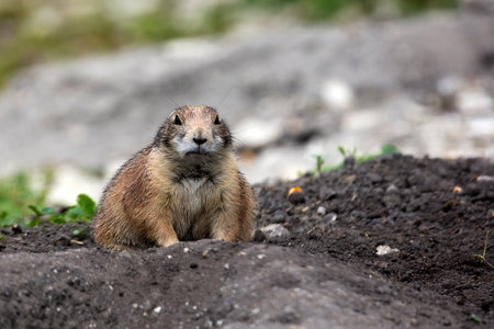 European ground squirrel in a clearingの写真素材