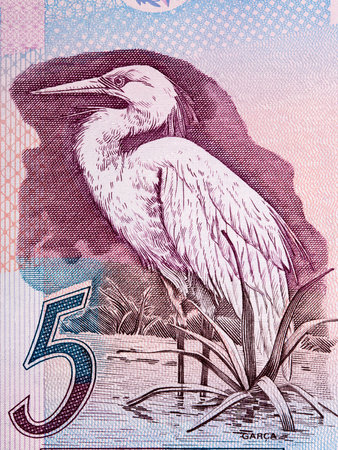 Great egret a portrait from old Brazilian money