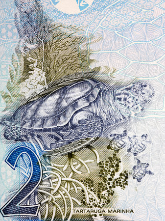 Hawksbill sea turtle a portrait from old Brazilian moneyの写真素材