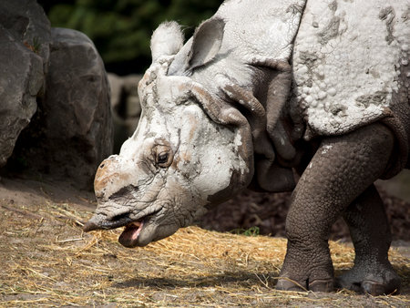 Rhino a portraitの写真素材