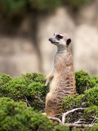 Meerkat on a green bushの写真素材