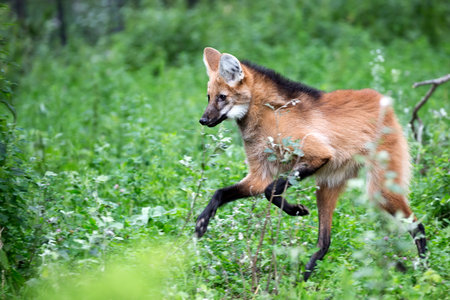 Maned wolf in the run