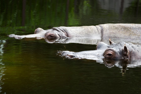 Hippopotamus in the waterの写真素材