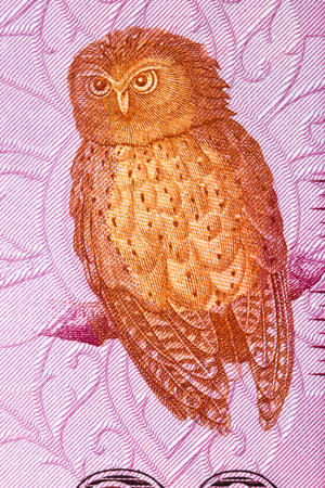 Serendib scops owl a portrait from Sri Lankan moneyの写真素材