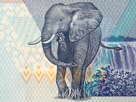 Elephant, a portrait from Zimbabwean moneyのeditorial素材