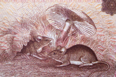 Mice from Chinese moneyの写真素材