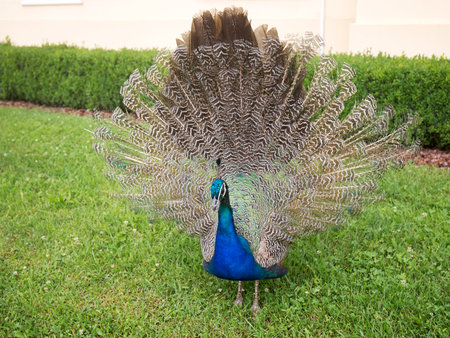 Peacock with the tail spreadの写真素材