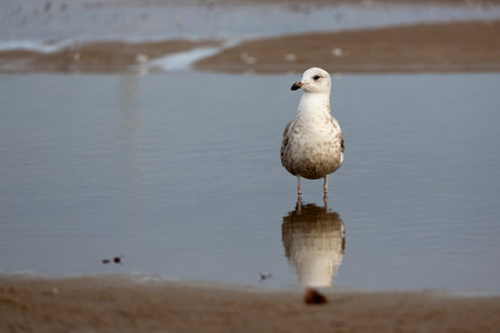 Herring gull in the wild near the seaの写真素材