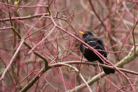 Blackbird on a tree in the forestの写真素材