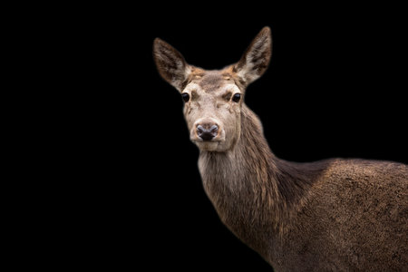 Red deer a portrait on a black backgroundの写真素材