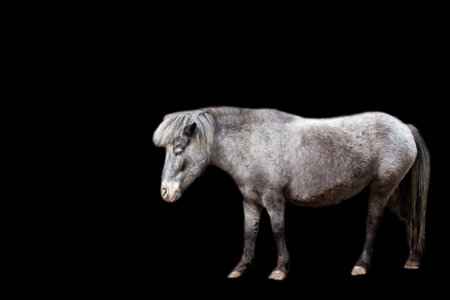Gray Pony on a black backgroundの写真素材