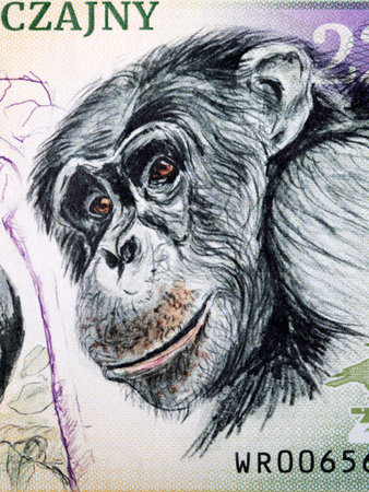 Chimpanzee a closeup portrait from money