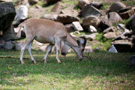Bharal in a clearing in the wildの写真素材