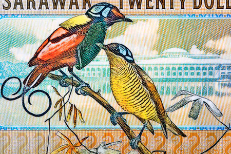 Sarawak birds a portrait from money