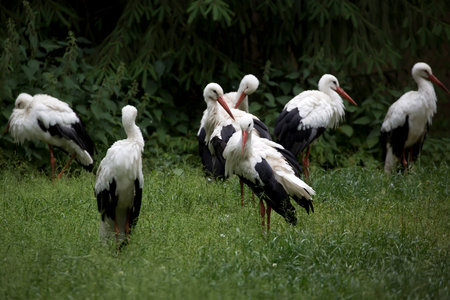 White storks in a clearing in the wild