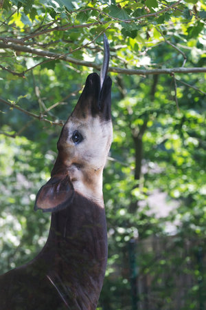 Okapi eats leaves from a tree in the wildの写真素材