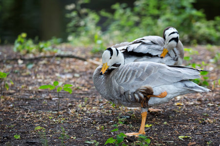 Ducks in a clearing in the wildの写真素材