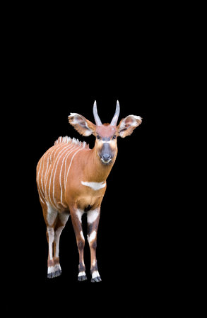 Bongo antelope on a black backgroundの写真素材