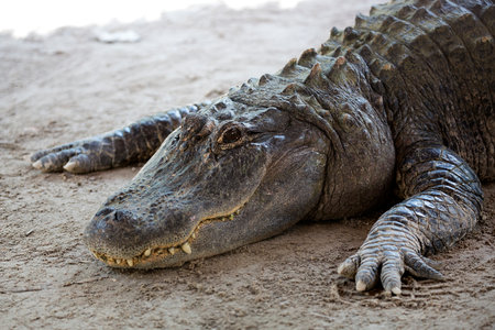 Crocodile in the wild in a clearingの写真素材