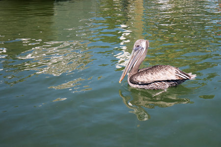 Pelican in the wild in the riverの写真素材