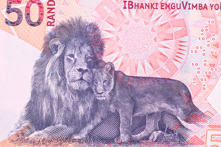 Lion with baby from South African money - rand
