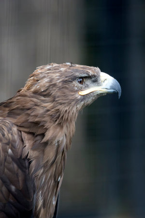 Eagle on a tree a portrait