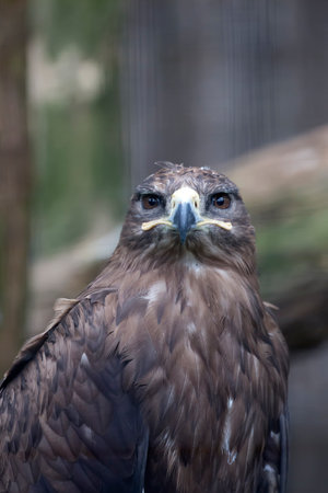 Eagle on a tree a portrait