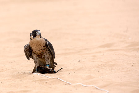 Falcon on the sand in a clearingの写真素材