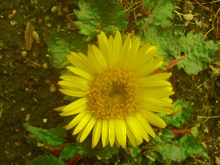 wild flowerの写真素材
