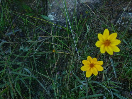 wild flowerの写真素材