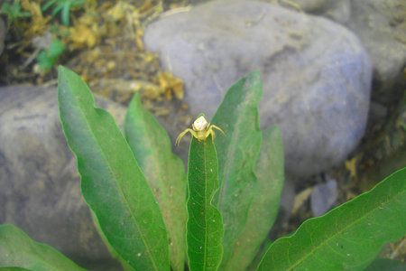 garden and mysteryの写真素材
