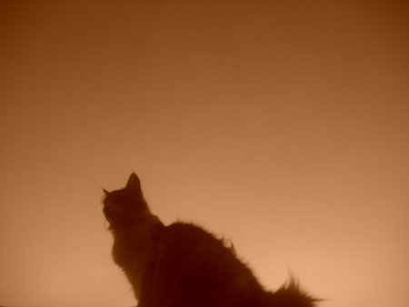 color of joyの写真素材