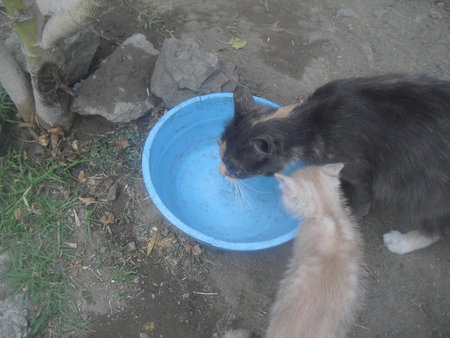 calming the thirstの写真素材