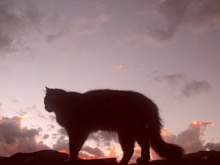 cat and  skyの写真素材