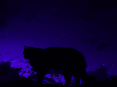 cat and sunsetの写真素材