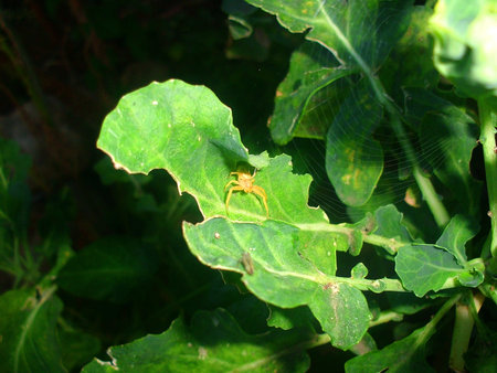 mystery  of gardenの写真素材