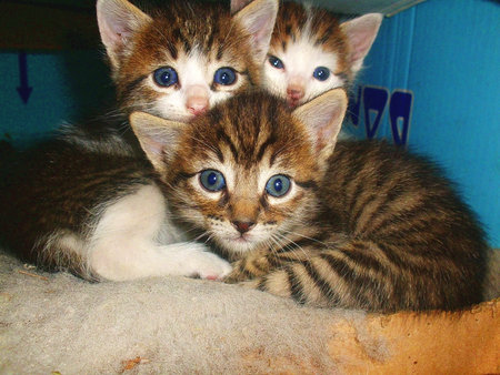 catsの写真素材