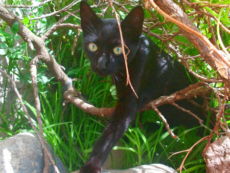 cat in the gardenの写真素材