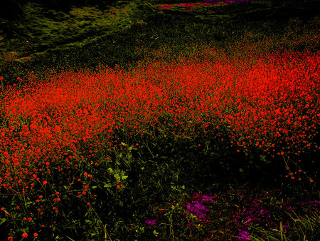 red flowerの写真素材