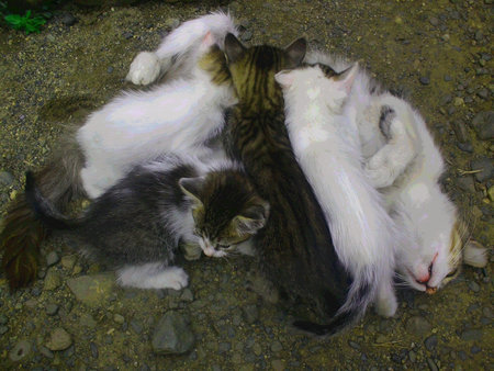 catsの写真素材