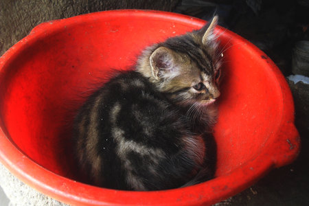 cat sleeping peacefullyの写真素材