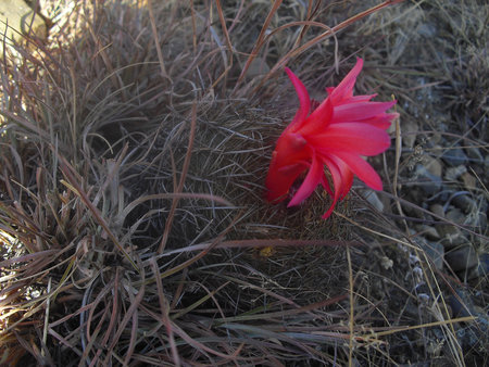 fall flowerの写真素材