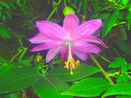 Andean flowerの写真素材