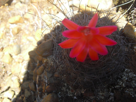 Winter flowerの写真素材