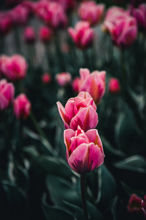 Beautiful tulips in central stockholmの写真素材
