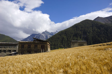 harvest timeの写真素材