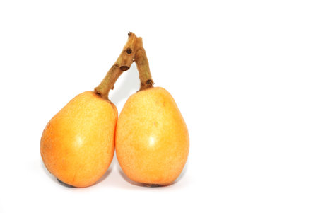 loquat on white backgroundの写真素材