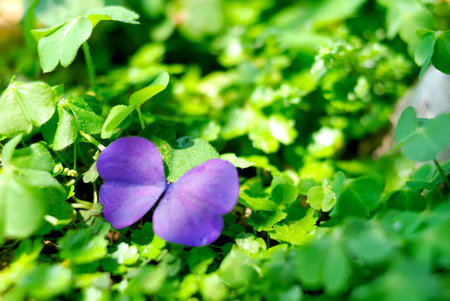 purple leaf on greenの写真素材